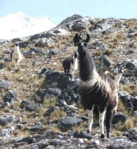 lamas and mountians in Bolivia on the aproach to climbing Huayna Potosi a 6,088mt mountain